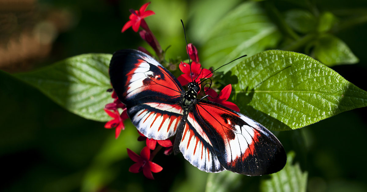 Colores y especies únicas de mariposas en los bosques y montañas de los Andes