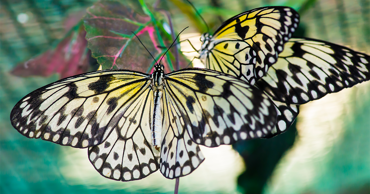 Detalle de la mariposa monarca en vuelo, con venas negras marcadas y colores intensos
