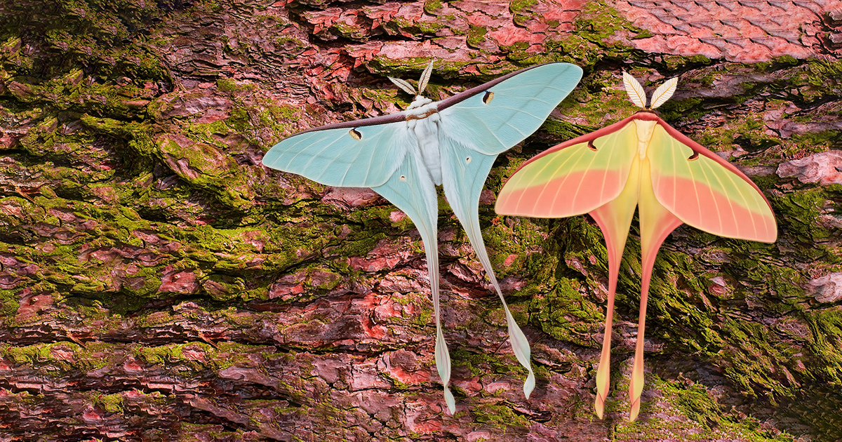 Polilla Luna China — Actias dubernardi
