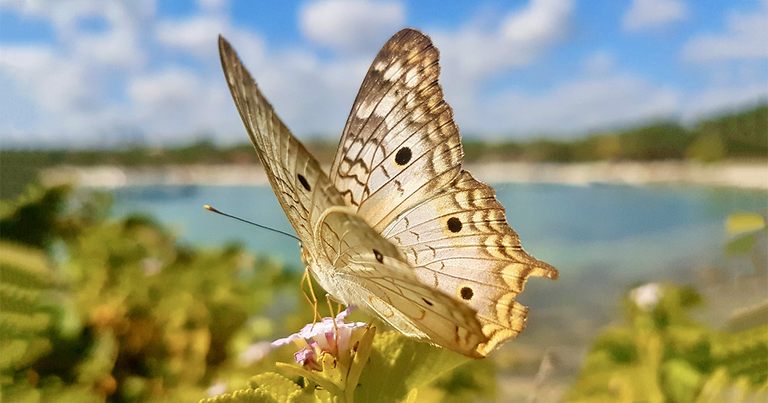 Las mariposas más icónicas de Puerto Rico