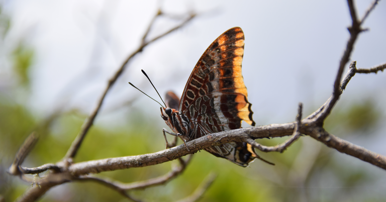 Colección de mariposas Charaxinae territoriales