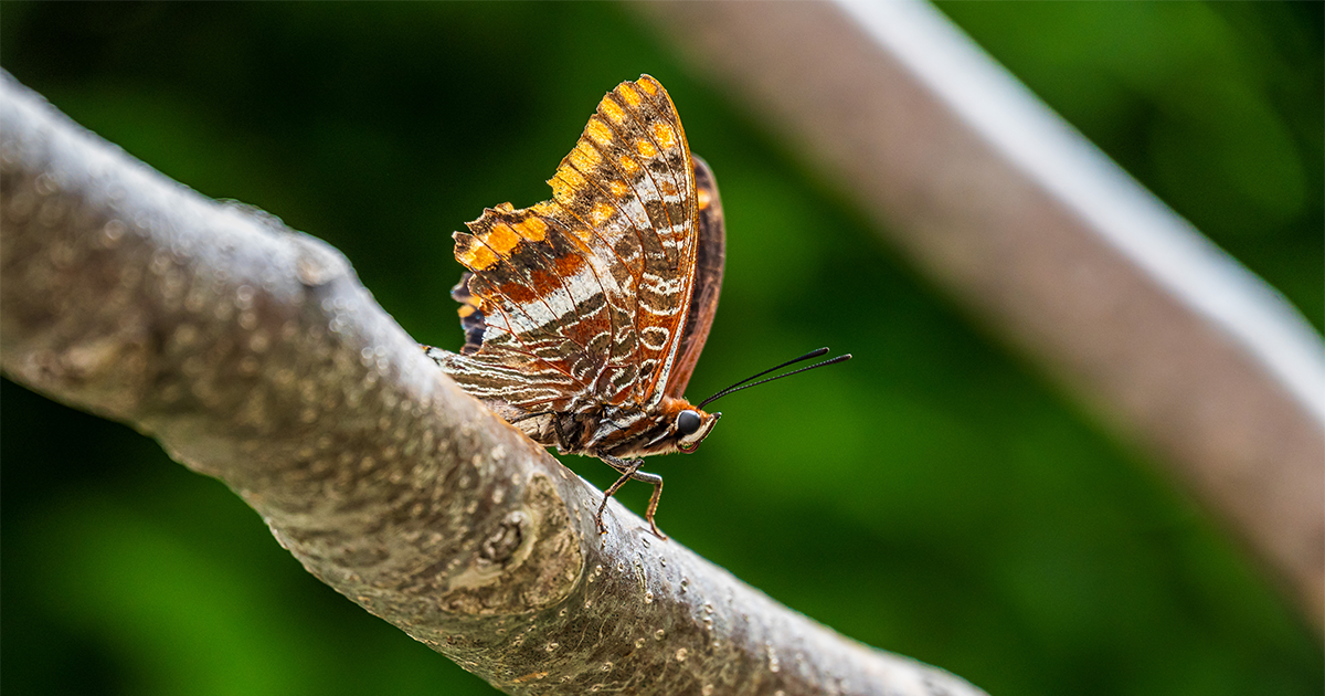 Charaxes extendida sobre una planta alta, observando desde arriba como parte de su comportamiento territorial característico