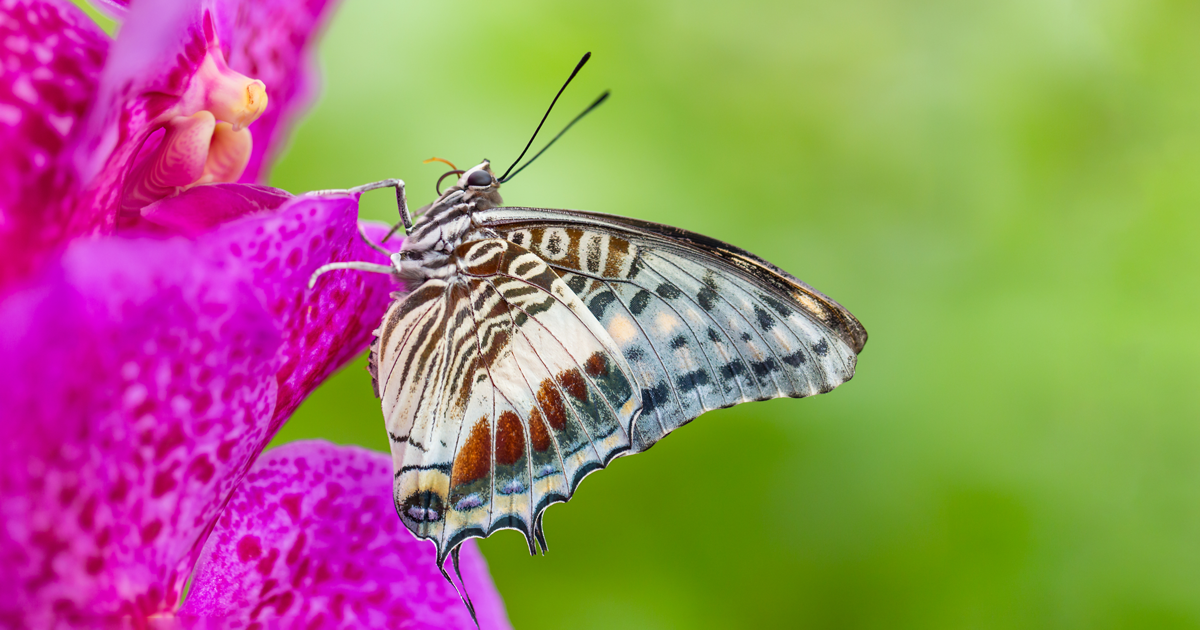 Macho Charaxes posado firmemente en una roca, atento a intrusos y listo para defender su espacio con vuelos rápidos y agresivos