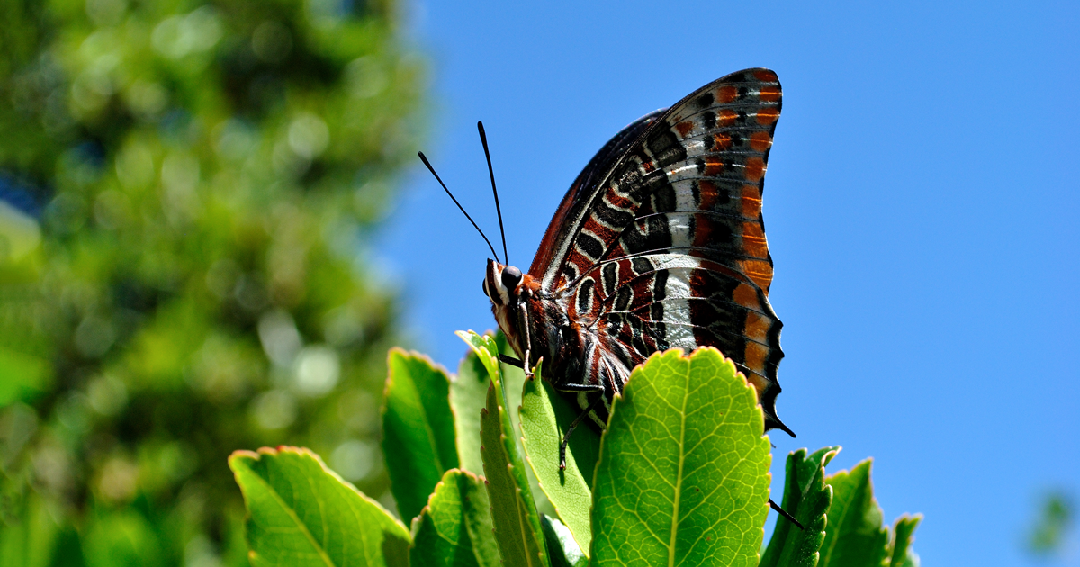 Mariposa Charaxes en posición elevada sobre una rama iluminada, típica de los machos que protegen su territorio para atraer hembras