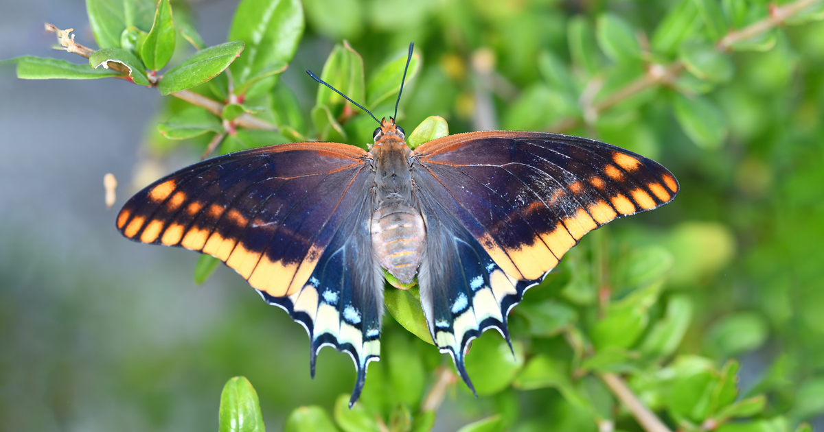 Charaxes extendida sobre una rama gruesa, demostrando la postura firme y vigilante que la hace famosa entre los naturalistas