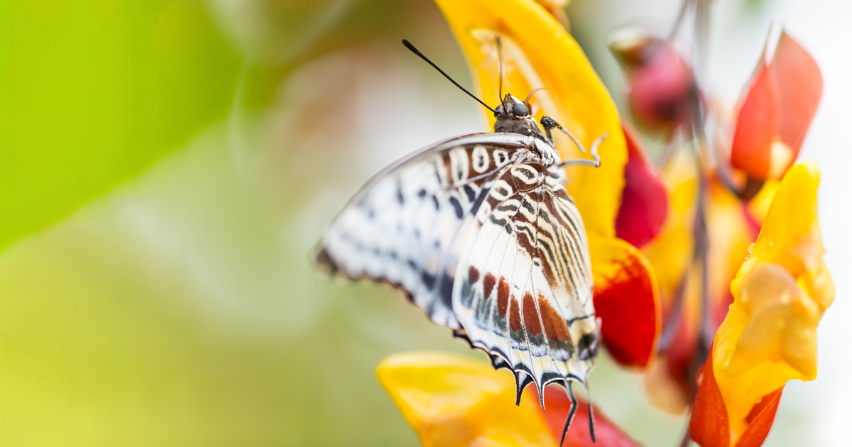 Mariposa Charaxes observando desde lo alto de una planta, un comportamiento asociado a su intensa defensa territorial en bosques africanos