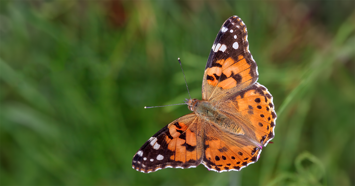 Mariposa Vanessa cardui, la Dama Pintada, avanzando con tonos anaranjados que reflejan su espíritu incansable y su voluntad de sobrevivir