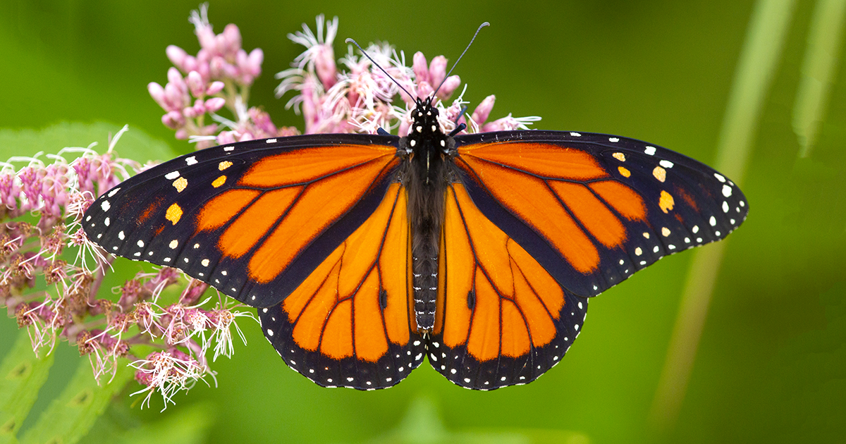 Mariposa monarca Danaus plexippus con alas anaranjadas brillantes durante su migración